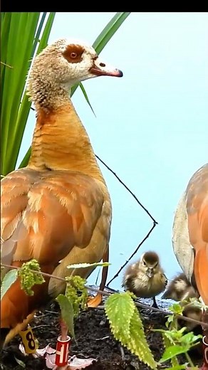 Watch This Egyptian Goose Family Communicate – It’s Remarkable, [last part]