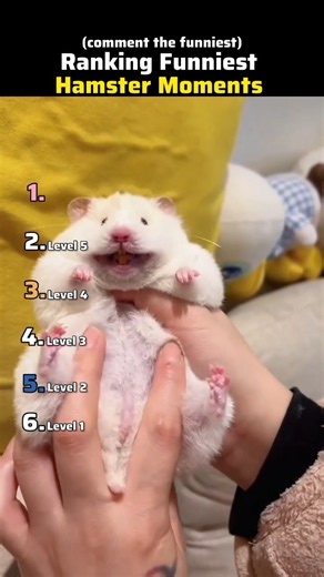🐹🤣 Ranking the Craziest & Funniest Hamster Moments!