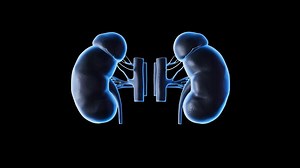 3D Model Display of Human Kidney Organs