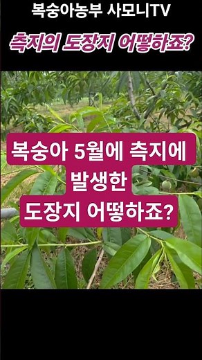 What should I do about peach water sprouts on lateral branches in May? [Peach cultivation method]...