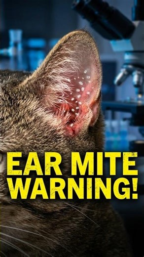 The Hidden Cause of Constant Ear Scratching #cathealth