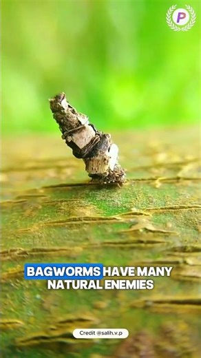 This worm builds a pyramid on itself! Bagworm moth