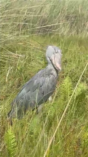 Incredible Shoebill Sighting in Uganda | A Birding Bucket-List Encounter #birding