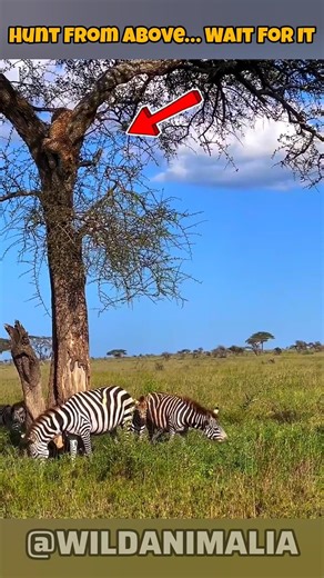 Zebras Grazing Calmly… Until a Leopard Strikes From Above! #LeopardAttack #Wildlife #SafariDrama