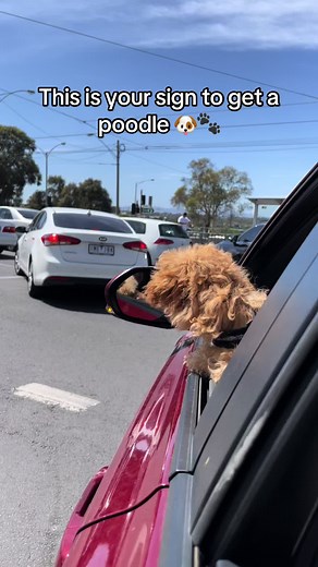 This is your sign to get a toy poodle 🐶🐾❤️❤️❤️ #toypoodle #poodle #puppy #puppylove #fyp #foryoupage #foryo #dogsoftiktok #viral #trending