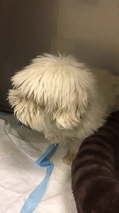 4.7K views · 59 reactions | ★❥★RESCUED★❥★ – Per OPCA’s confirmation...