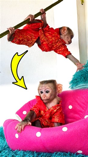 Struggle Maddox Try So Hrd, Clinqing To The Hammock Until Reach Into His Fav Seat | Nun's Life