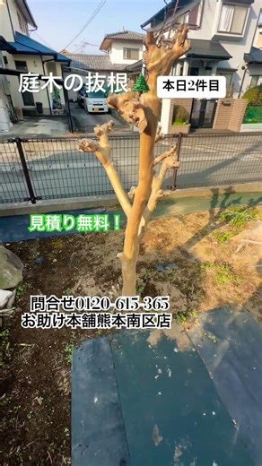 熊本の便利屋！お助け本舗熊本南区店 本日2件目の案件は庭木の抜根🌲庭仕事やります。見積り無料です気軽に問合せ下さい♪問合せ0120-615-365#熊本便利屋#熊本庭仕事