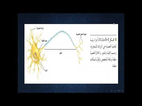 تركيب الجهاز العصبي الخلايا العصبية احياء ثاني ثانوي مسارات