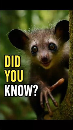 The Creepiest Primate You've Never Heard Of: Aye-Aye Facts #didyouknow #wildlife #facts