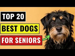 20 Best Dog Breeds for Seniors Living Alone