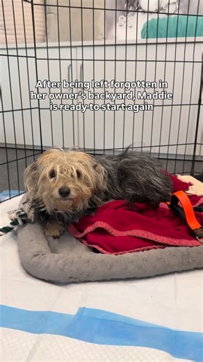 10-month-old Yorkie puppy Maddie spent most of her life alone. She had been practically abandoned in her former owner’s backyard. She was completely neglected. Her fur was matted down to the skin and she was terrified. Thankfully, her former owner’s neighbor stepped in and helped get Maddie into our care. We shaved her down and after many hours and many, many slices of cheese, she finally began to open up. In her foster home, Maddie has opened up even more! She loves to play with her foster sist