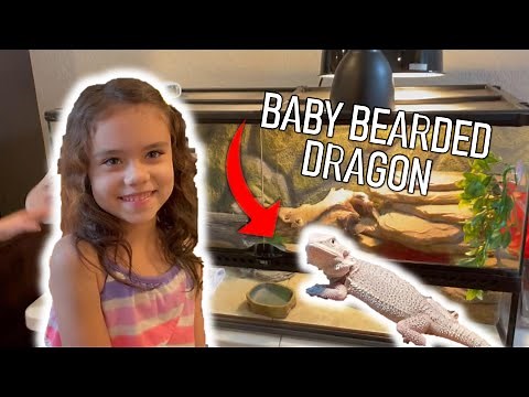 BABY BEARDED DRAGON UNBOXiNG!! Setting up new cage! Drive to get dragon and feeding our new pet!