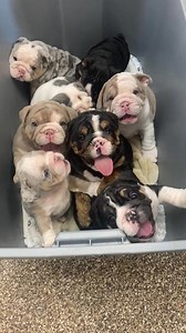 The cutest Puppy Pile ever!!! #englishbulldog #puppylove #adorable | Utah Bulldog Life