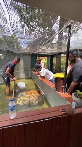 Busy Hours | Chamath Aquarium