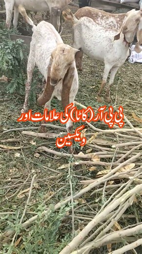 PPR In Goats | PPR | Goat Farming | Goats Diseases
