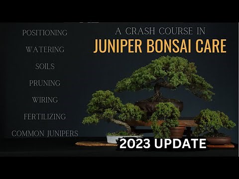 How To Care For Juniper Bonsai ( 2023 ) Updated Juniper Crash Course