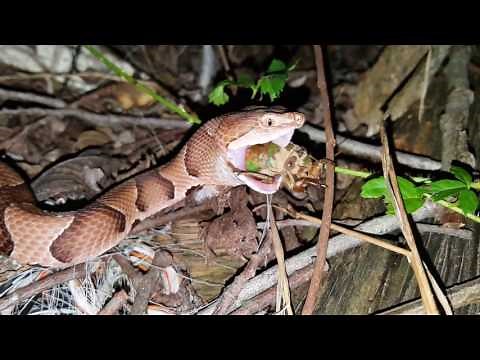 Southern Copperhead eating a Cicada Nymph.