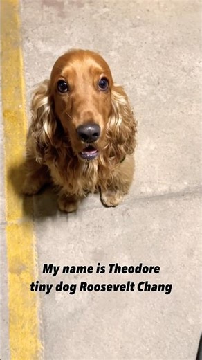 ⚔️ Protector of the Hoomans🥰🥰 #oakley #spaniel