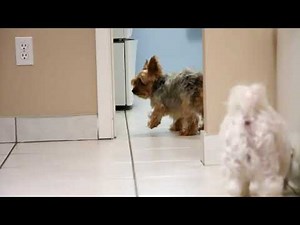 Dogs marking their urine all over the house