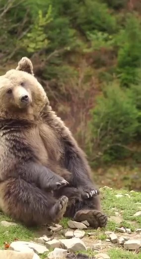 Brown Bear Relaxing in Natural Habitat