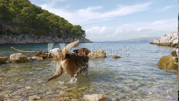 SLOW MOTION: A wet and playful young dog jumps in the water after flying stones. Furry pet enjoys playing on the rocky beach on a beautiful Croatian island. Fun water activities for an energetic dog.