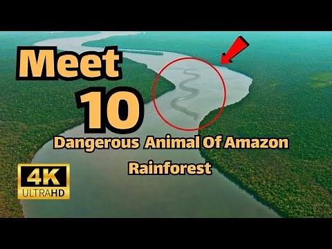 Top 10 Deadliest Animals of the Amazon Rainforest – See What Lurks Inside!