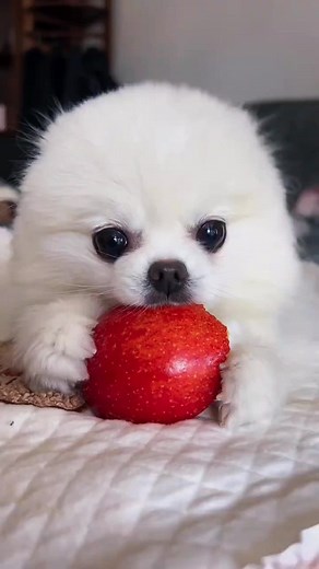 Puppy - My cute puppy - puppy videos - cartoon - cartoon for kids #puppy #puppylove #puppylife #puppies #puppyforkids #cartoon #cartoonforkids #forkids #forbaby