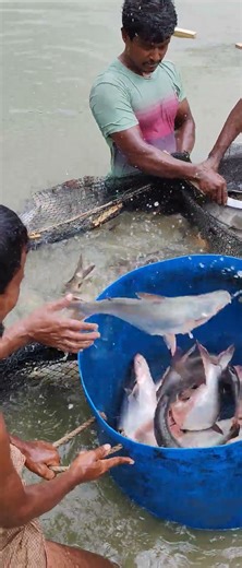 Amazing Net Casting Skills! How to Catch Fish with a Throw Net (Jal Fela) in a Pond! 🕸️​