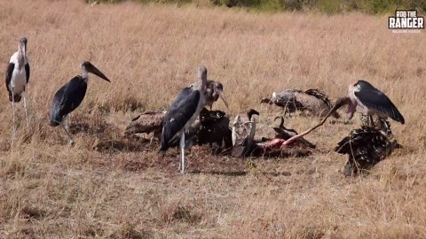 Vultures and Storks Expose Pecking Order at Kill