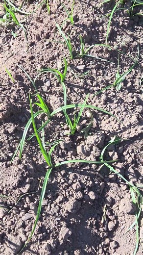 nut grass. what is it? what can it be used for?