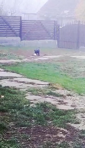 Funny dear LIA playing and destroying a slipper 🤪🙈♥️🐾 she must get happy because after waiting so long, her tests results came back and she will be able to travel to UK 🥰😍 | Ana Maria Max