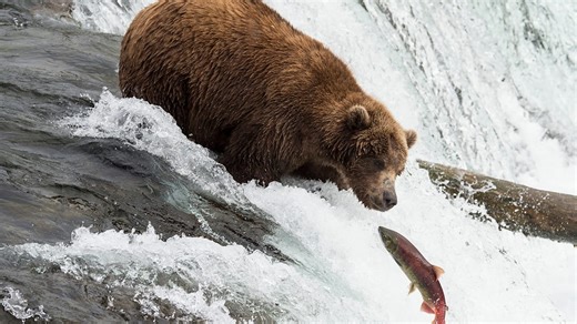 Katmai National Park’s Brown Bears Are Busy Bulking Up for Fat Bear Week—And You Can Livestream Their Progress