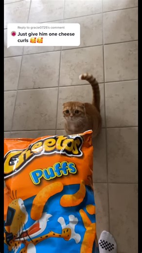 Courtney Lewis on TikTok