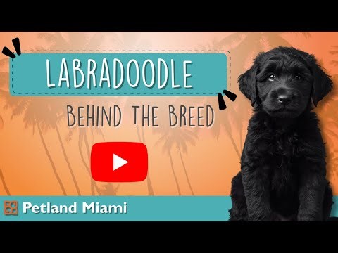 Meet the Labradoodle: The Pup Behind the Hype!