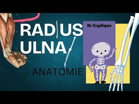 Radius & Ulna : Anatomie simple et complète de l’avant-bras
