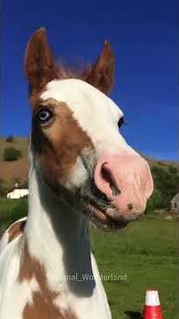 When horse getting scared😅😅#horse#horsevideo #funnyhorse#fyp