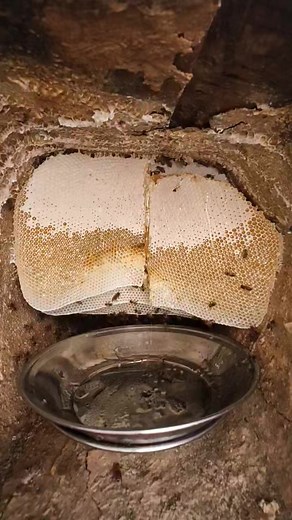 Harvesting honey the traditional way 🐝❤️Watch the full step-by-step process of harvesting nature’s golden treasure! 🌼✨ | The Mountain's Boy