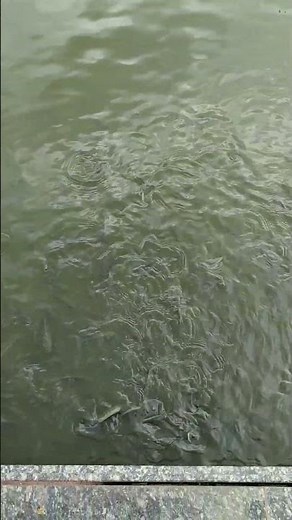 Feeding Food A Pond Full Of Fish 🐟🐠 #fish #youtubeshorts #fishpond #feeding