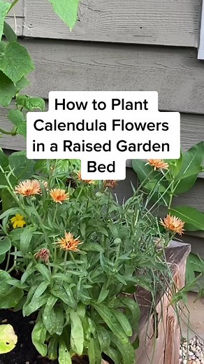 Planting Calendula Flowers for Your Organic Kitchen Garden