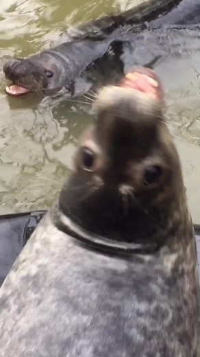 WEEEEE! 😄 #fyp #seal #funny #animals #ireland
