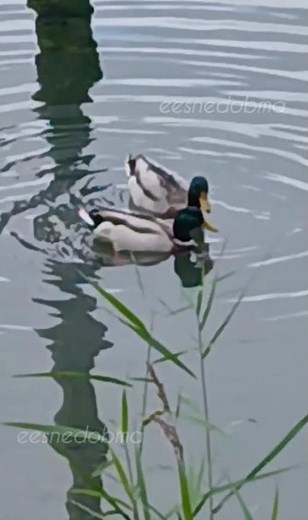 Synchronized swimming/Synchronschwimmen