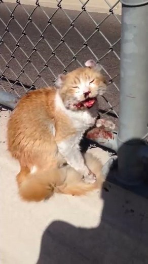 Freeway cat rescued