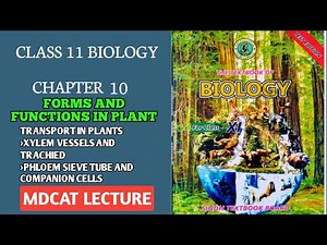 TRANSPORT IN PLANTS || XYLEM VESSELS & TRACHEIDS || PHLOEM COMPANION CELLS SIEVE TUBES || 11 BIOLOGY