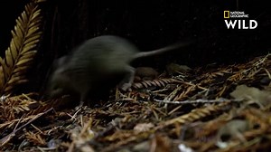 124K views · 7.6K reactions | Un rapace adulte doit ramener au minimum 15 souris par jour pour nourrir sa famille. Il ne part chasser que lorsqu'il entend les supplications de ses petits affamés. | Nat Geo Wild France | Facebook