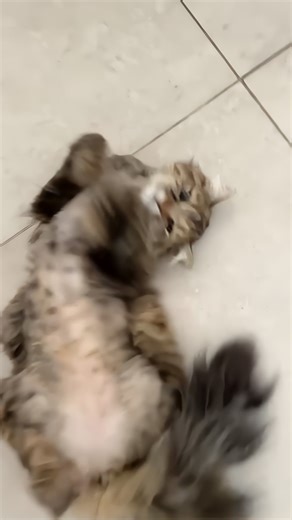 Minou mignon : un chat adorable !