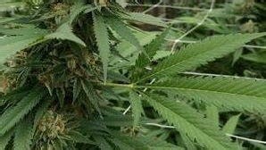 Our View: Hurdles remain for medical marijuana program