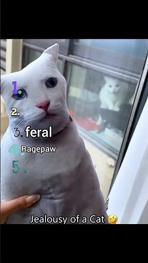 Ranking the Most Aggressive Cat Breeds: what you need to know? #cat