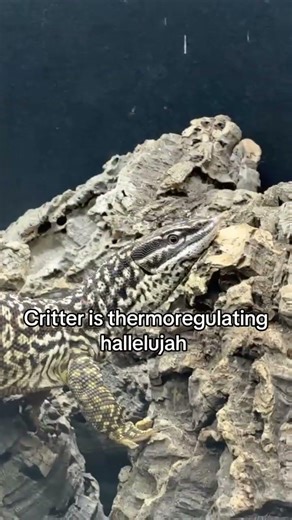 Some husbandry hallelujahs #thebiodude #bioactiveterrarium #vivarium