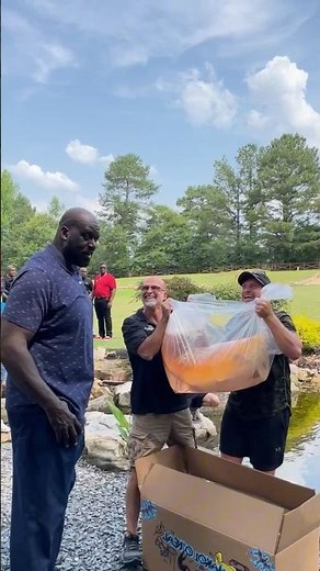 Shakoi O’Neal or Charles Barkley??? #shaq #japanesekoi